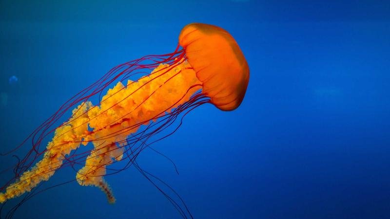 Card game energy meter